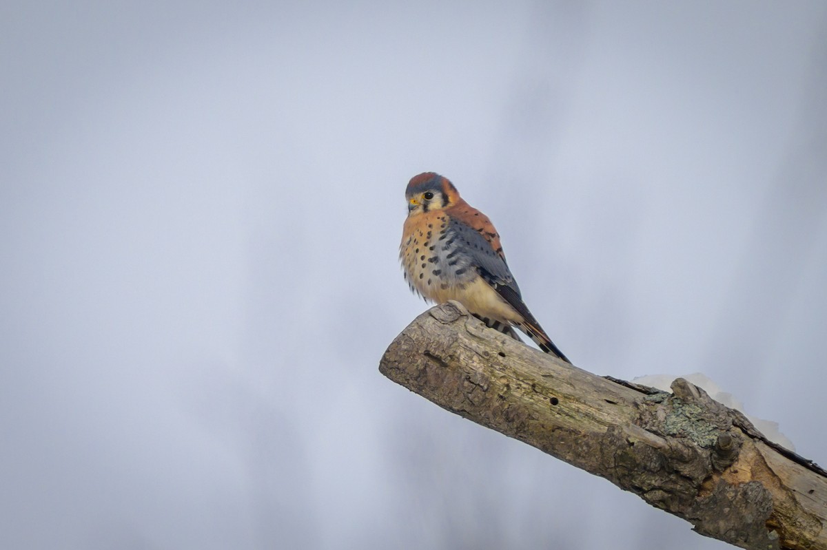 Belatz amerikarra - ML646540500