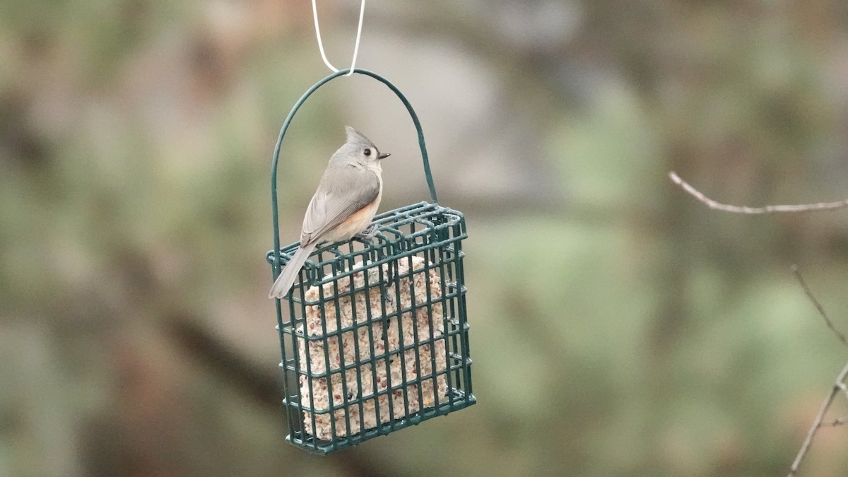 gråduskmeis - ML646540501