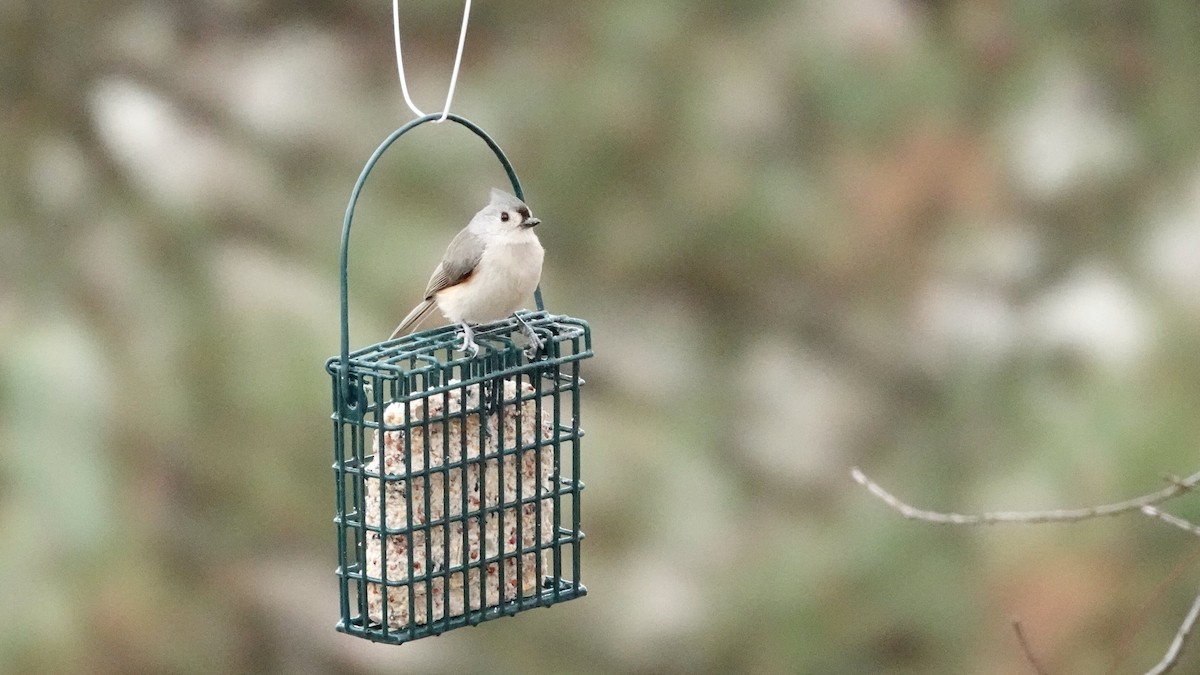 gråduskmeis - ML646540502