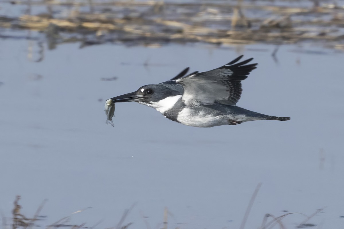 rybařík pruhoprsý - ML646540504