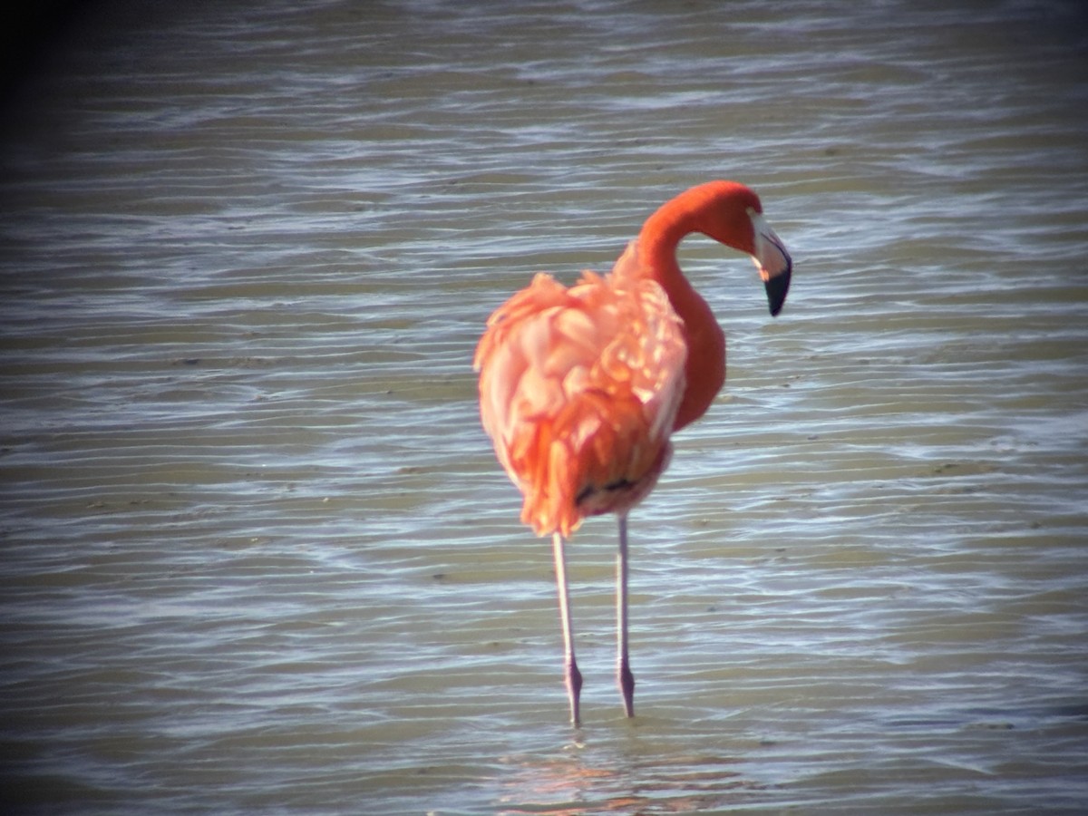 American Flamingo - ML646540505