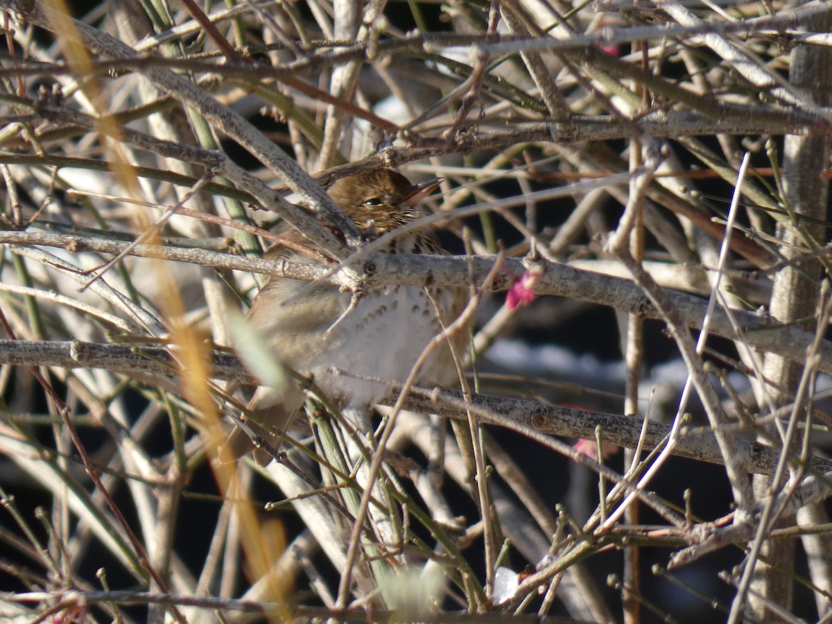 Münzevi Bülbül Ardıcı - ML646540506