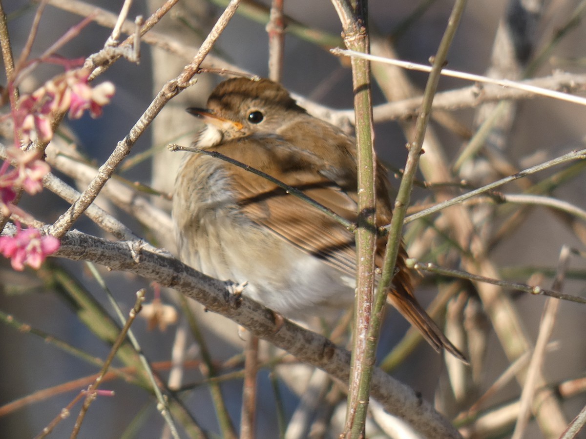 Münzevi Bülbül Ardıcı - ML646540507