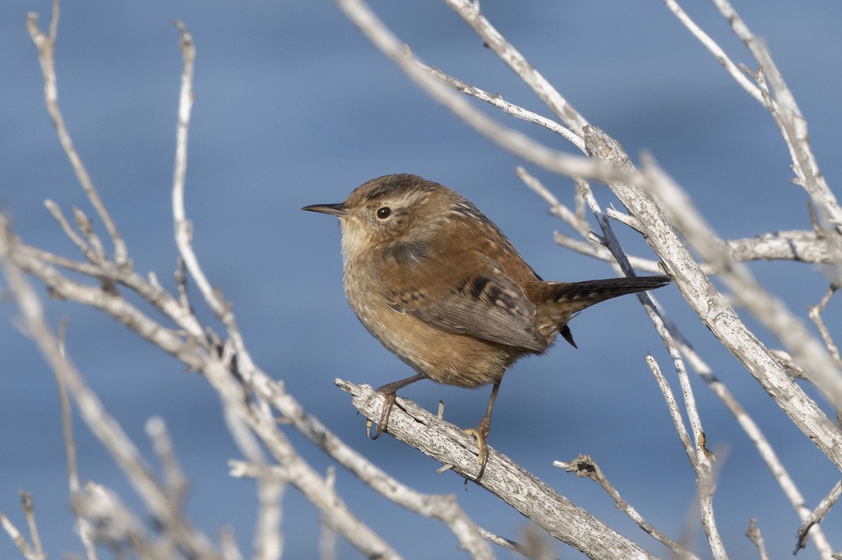 střízlík bažinný - ML646540512