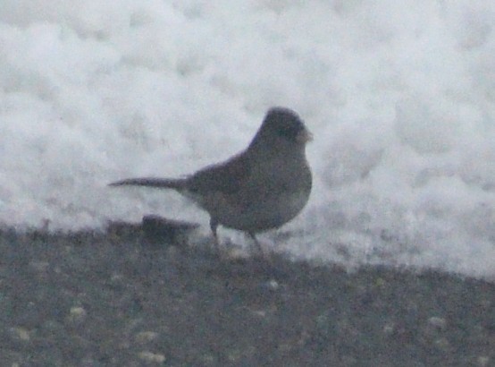 Dark-eyed Junco - ML646540513