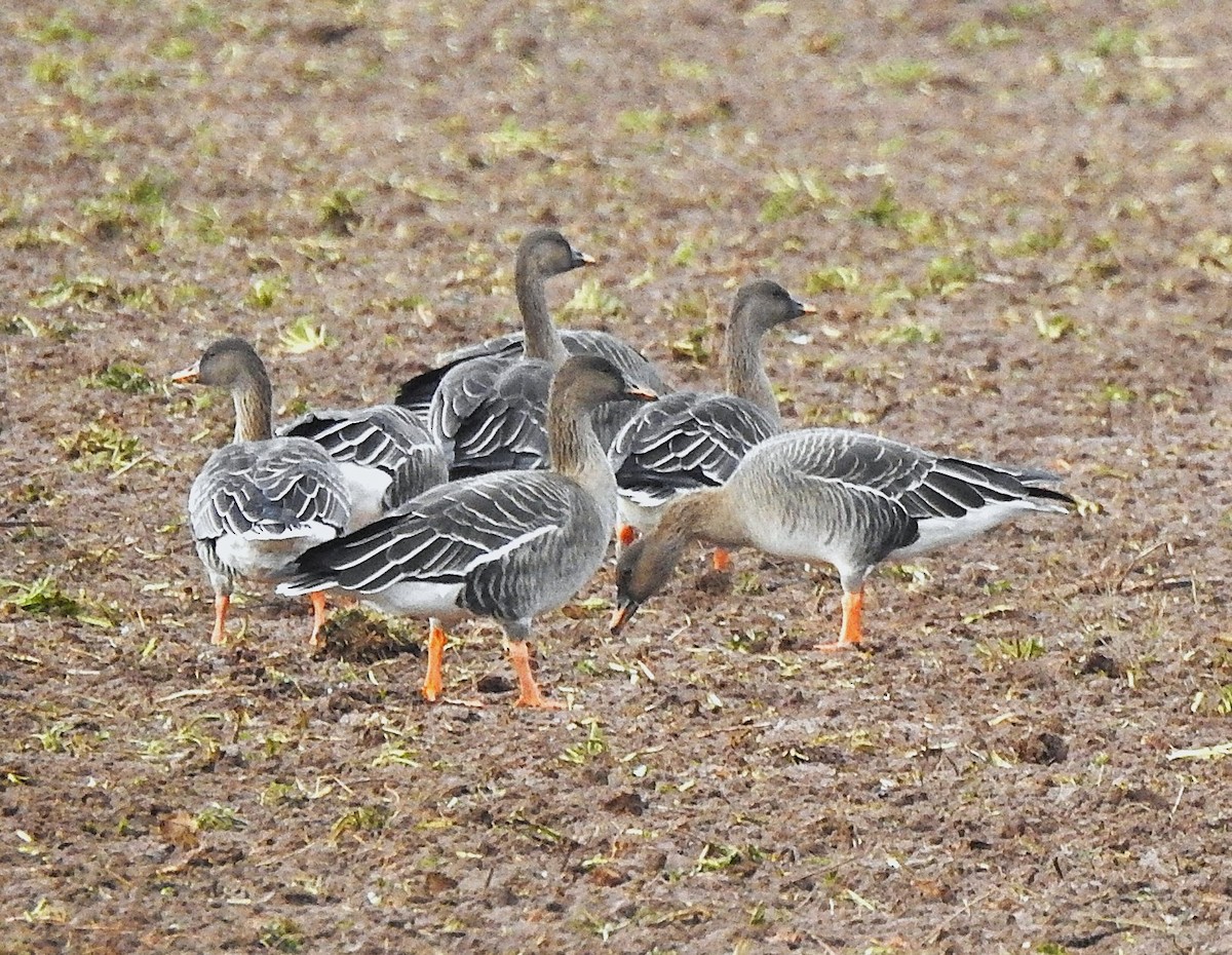 Tundra Bean-Goose - ML646540522