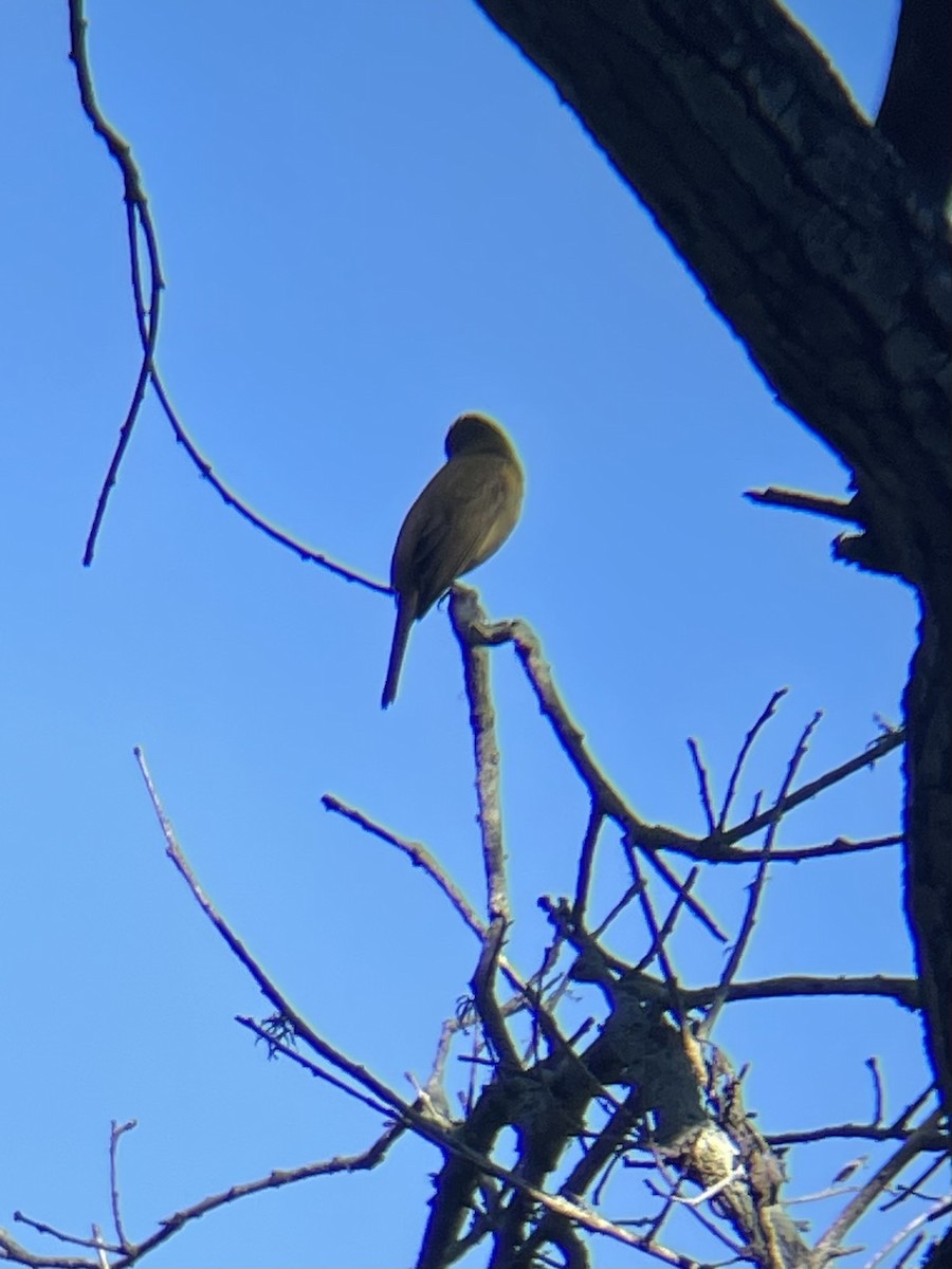 Summer Tanager - ML646540525