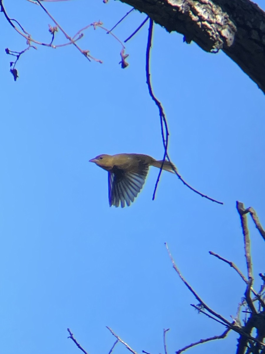 Summer Tanager - ML646540526