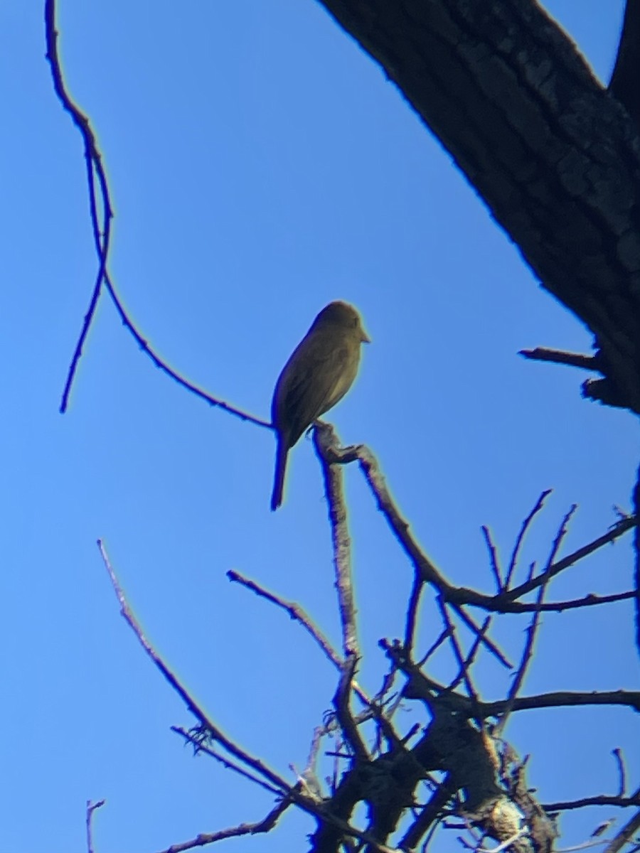 Summer Tanager - ML646540527