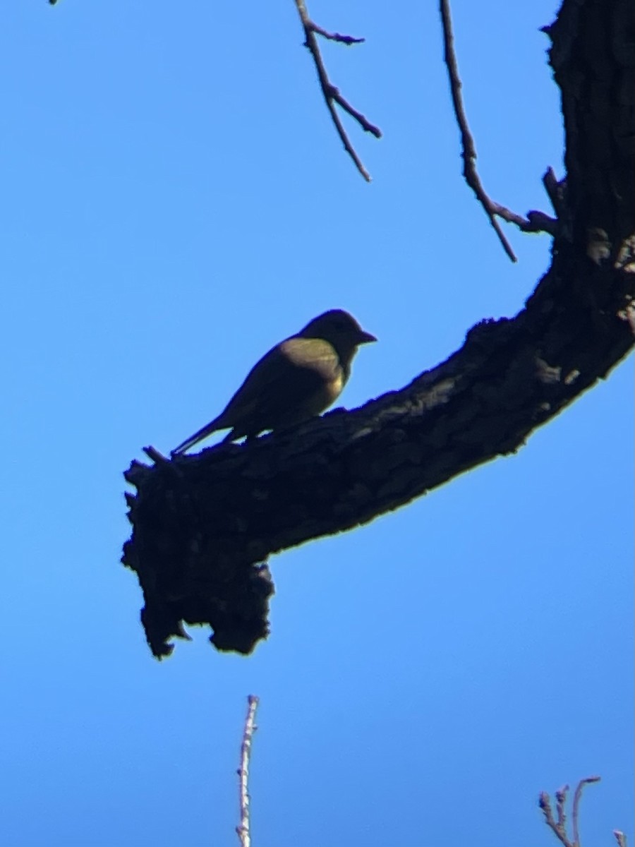 Summer Tanager - ML646540528