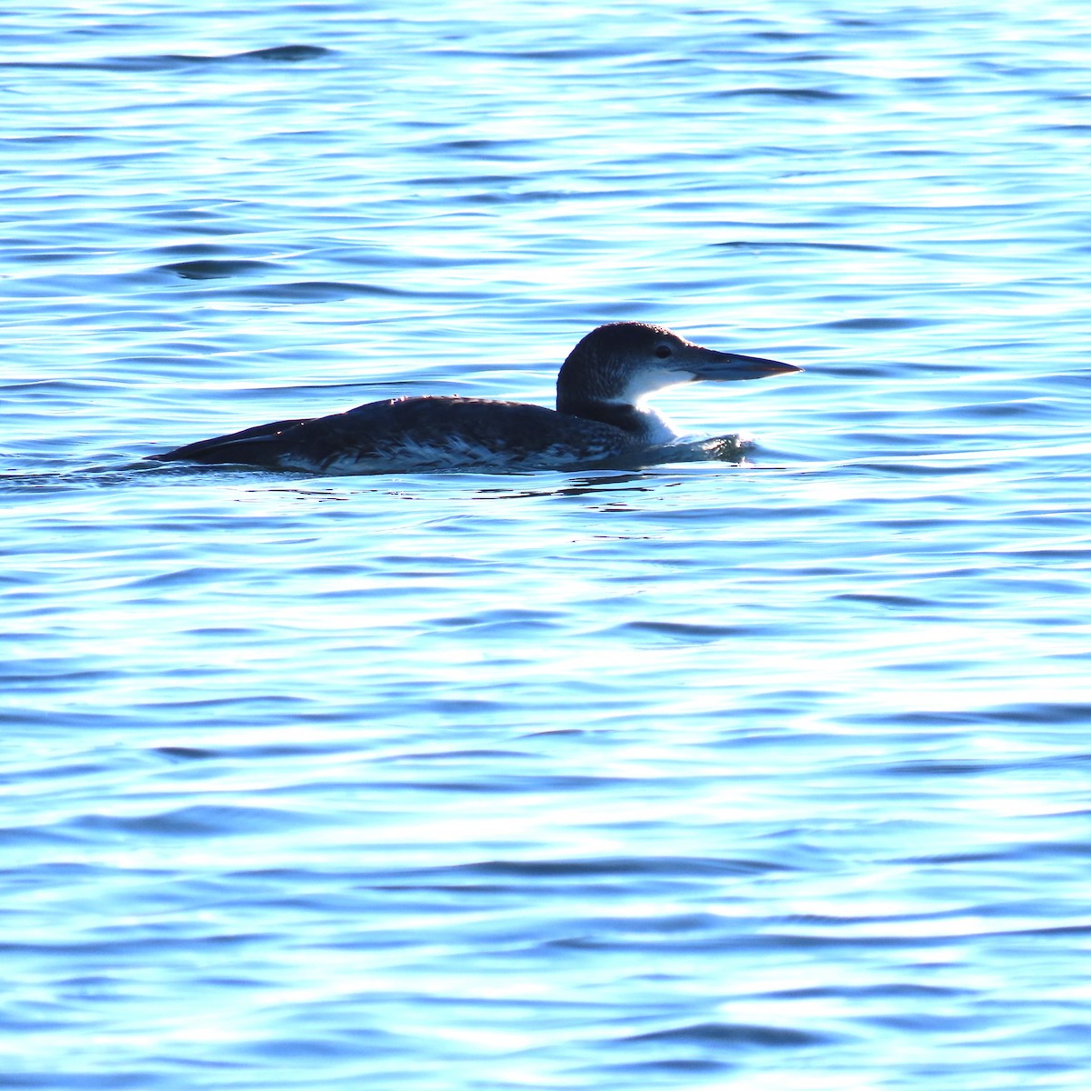 ハシグロアビ - ML646540529