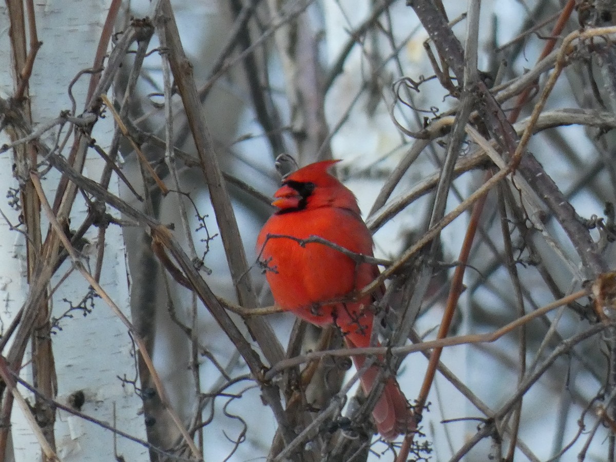 Kırmızı Kardinal - ML646540531