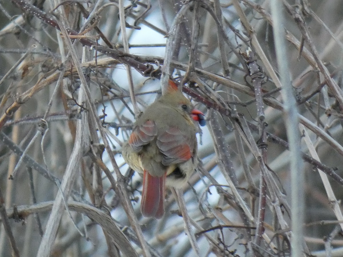 Kırmızı Kardinal - ML646540532