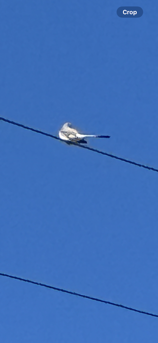 Scissor-tailed Flycatcher - ML646540535