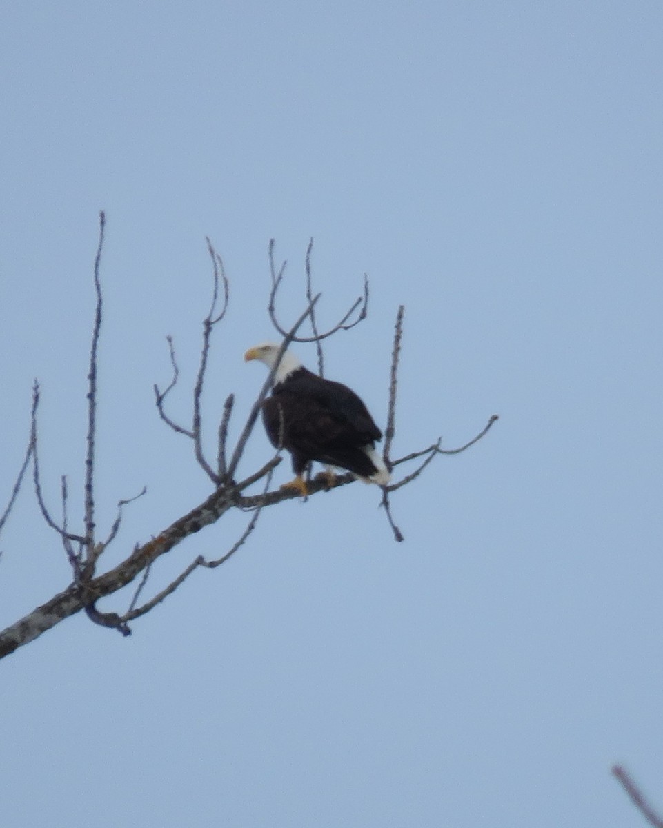 Pygargue à tête blanche - ML646540537