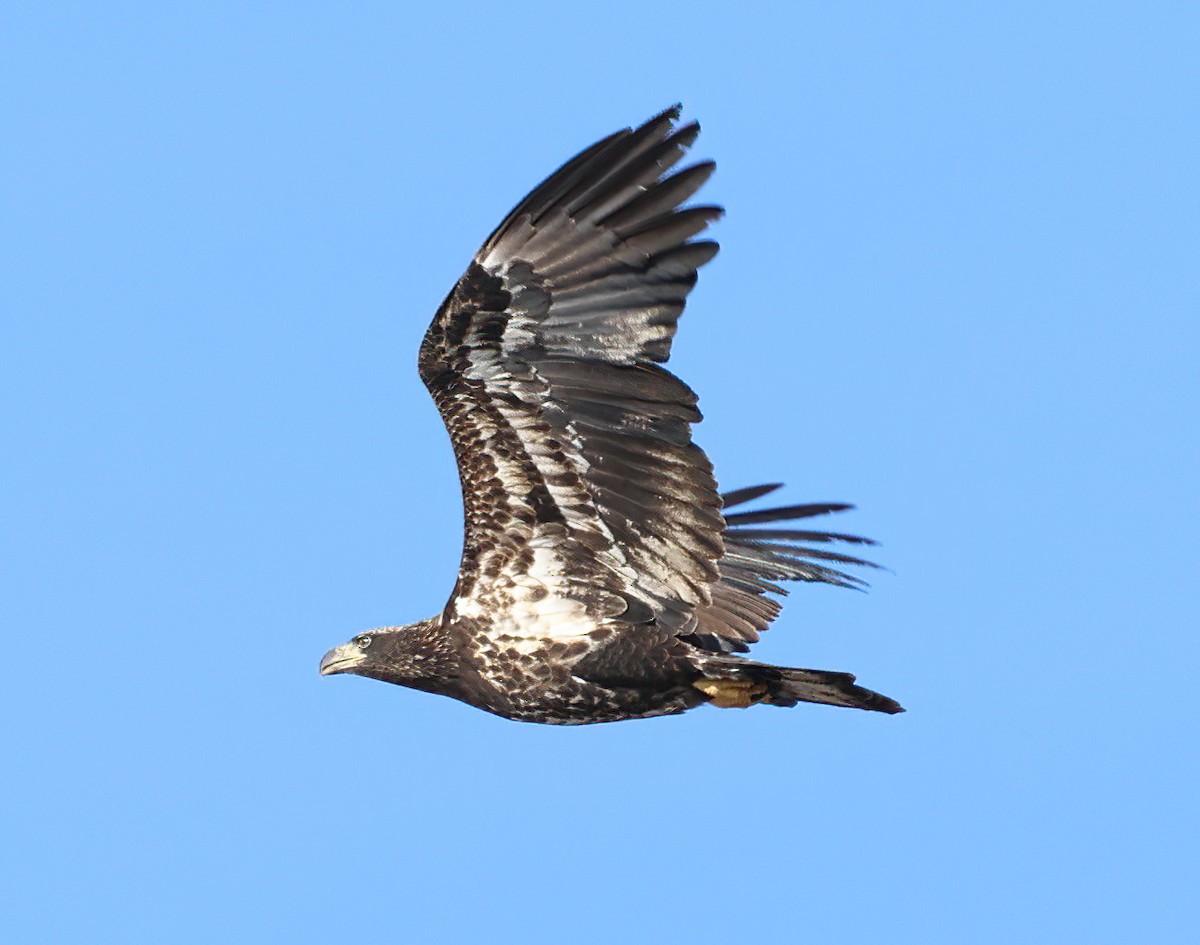 hvithodehavørn - ML646540538