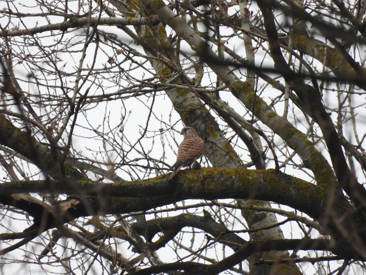 poštolka obecná - ML646540540