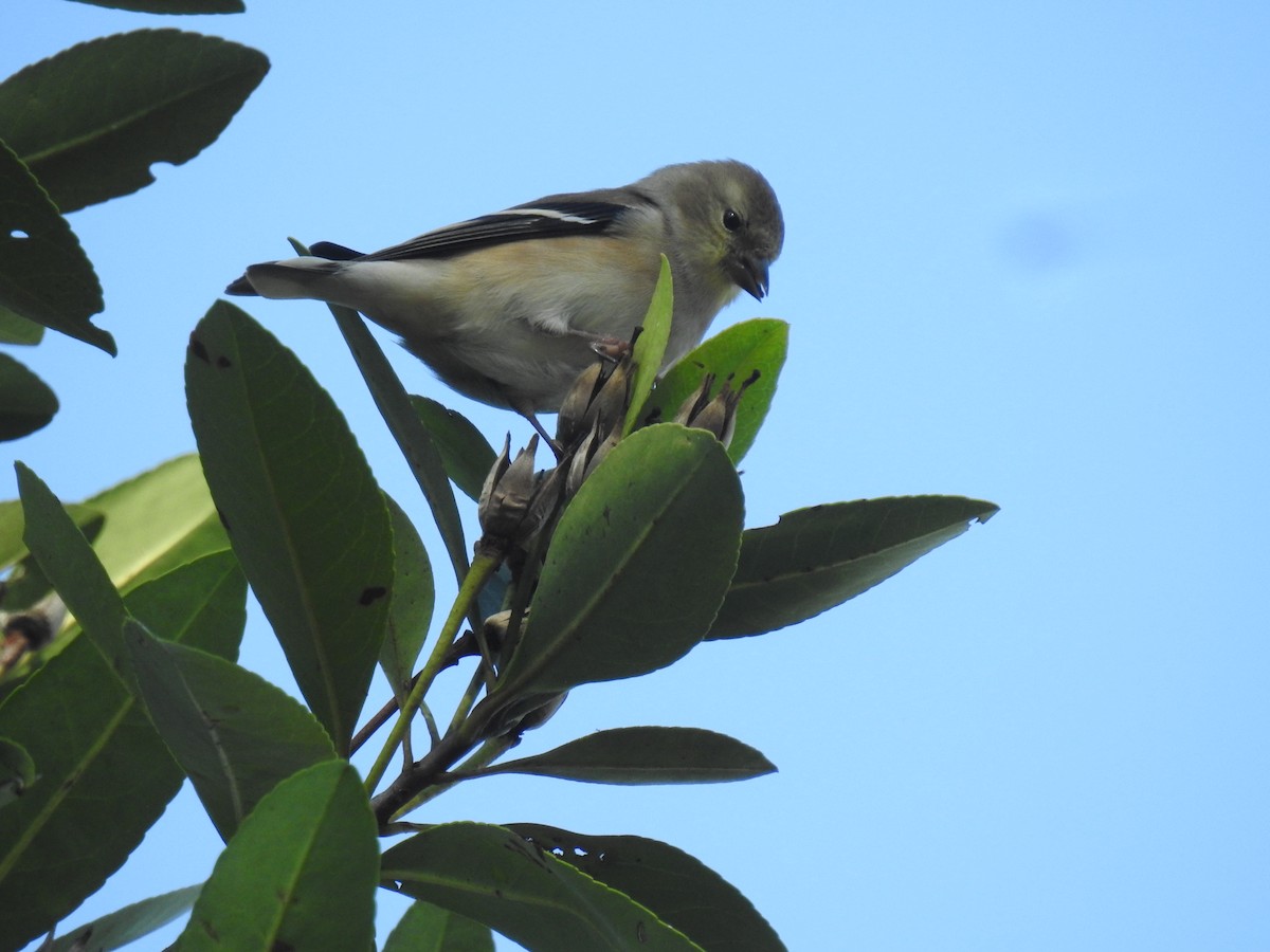 American Goldfinch - ML646540541