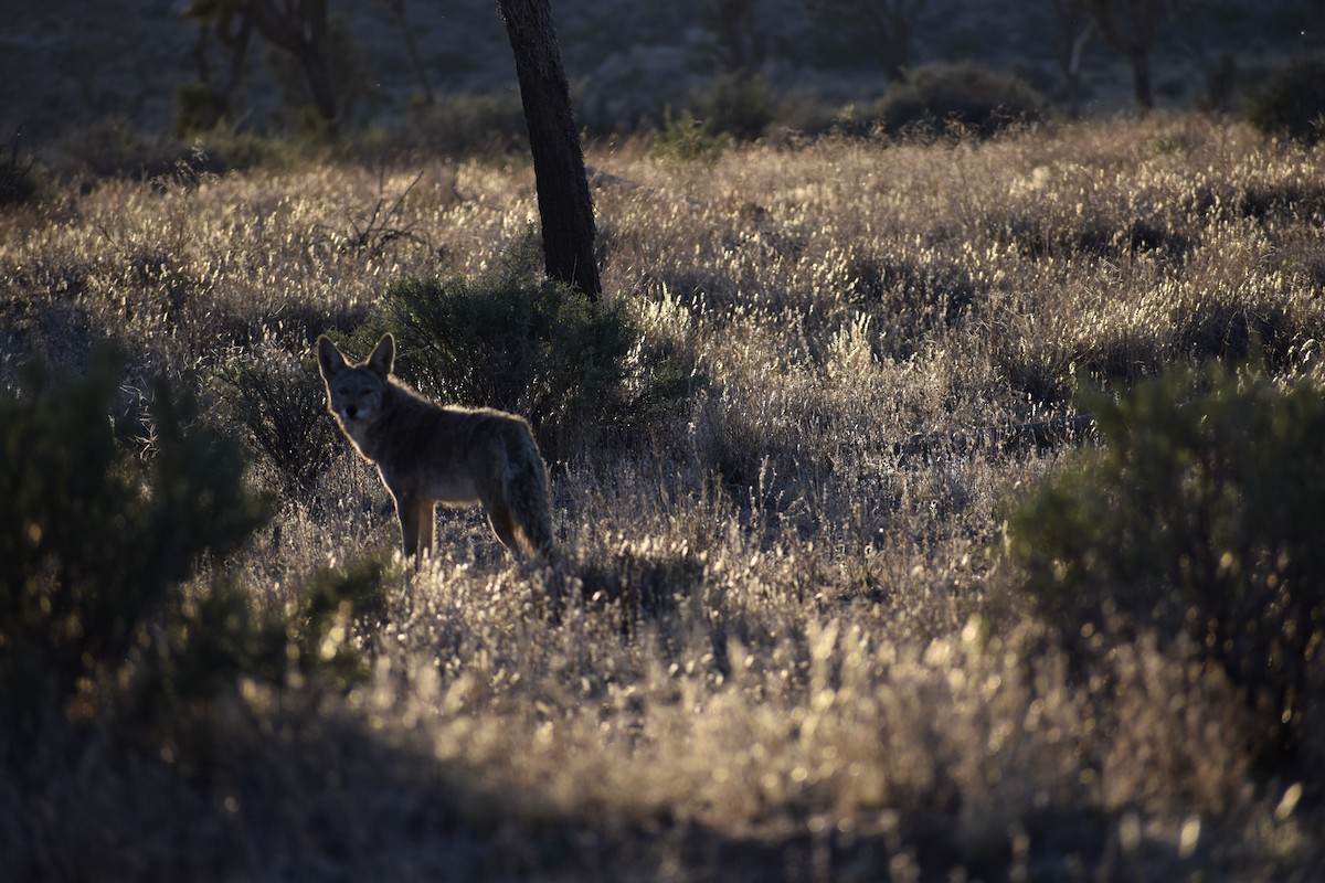 郊狼 - ML646540542