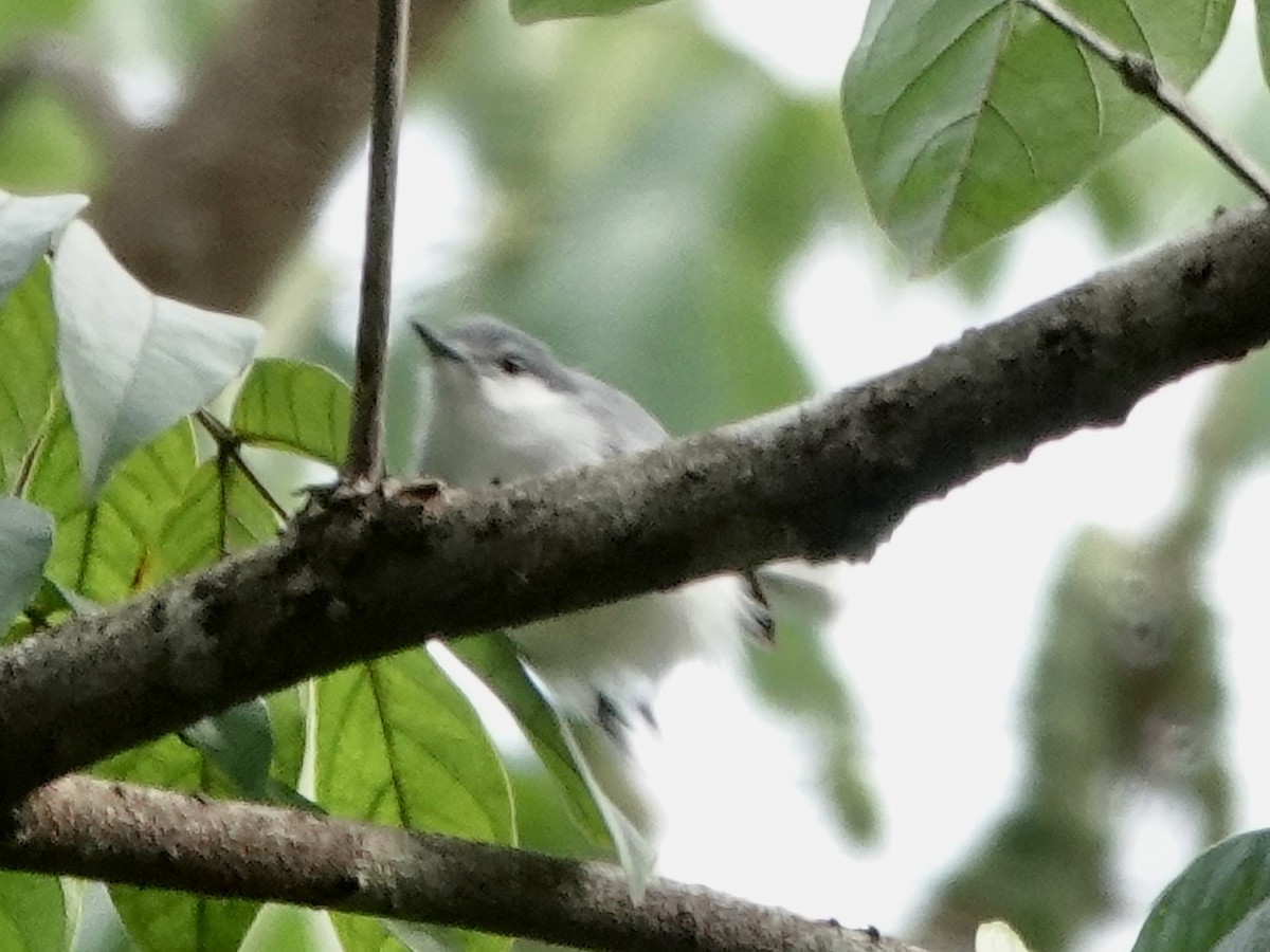 Tropikal Bitkuşu - ML646540544