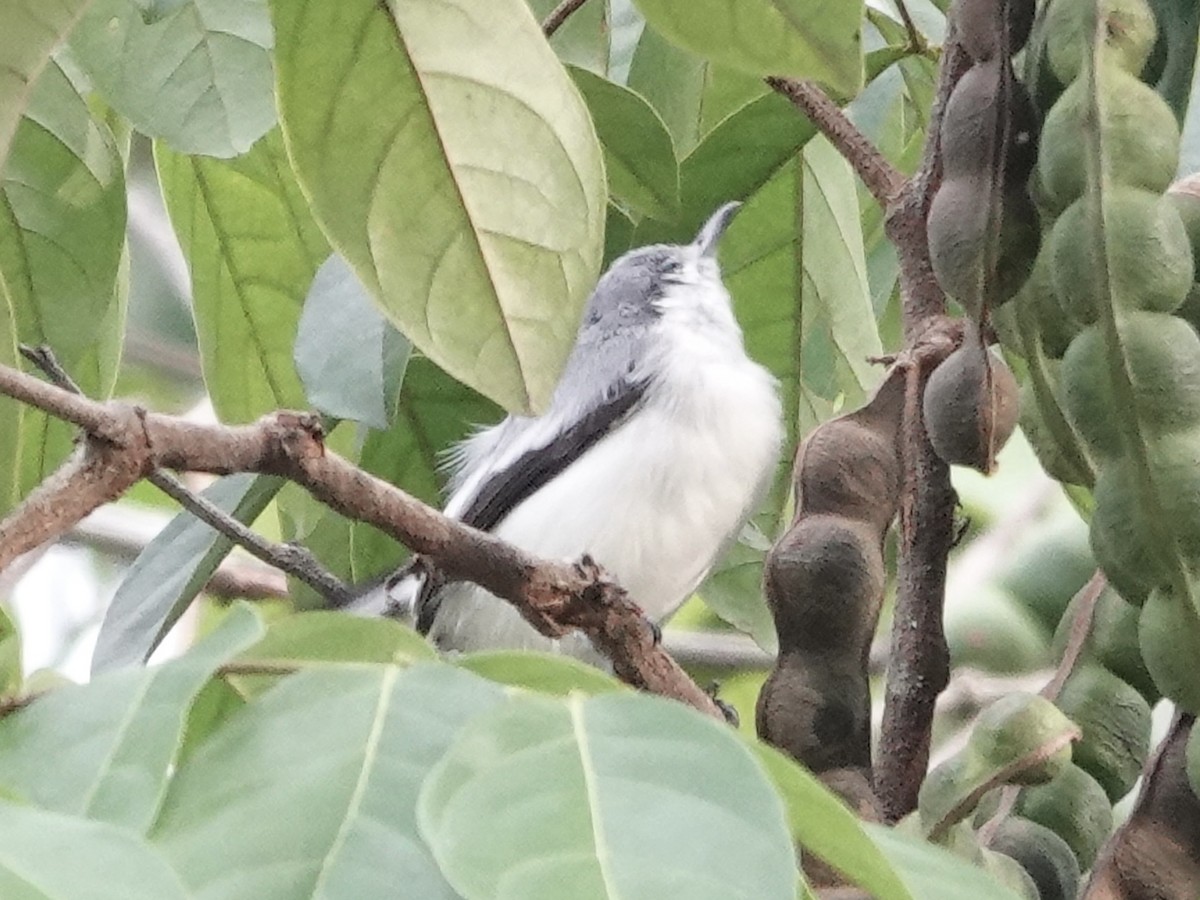 Tropikal Bitkuşu - ML646540545