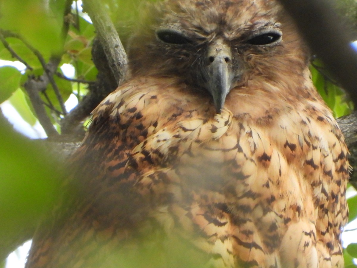Cárabo Pescador Común - ML646540546