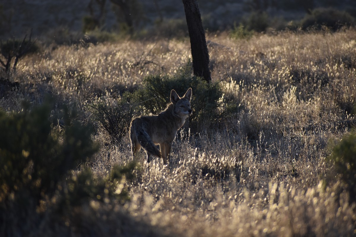 郊狼 - ML646540549