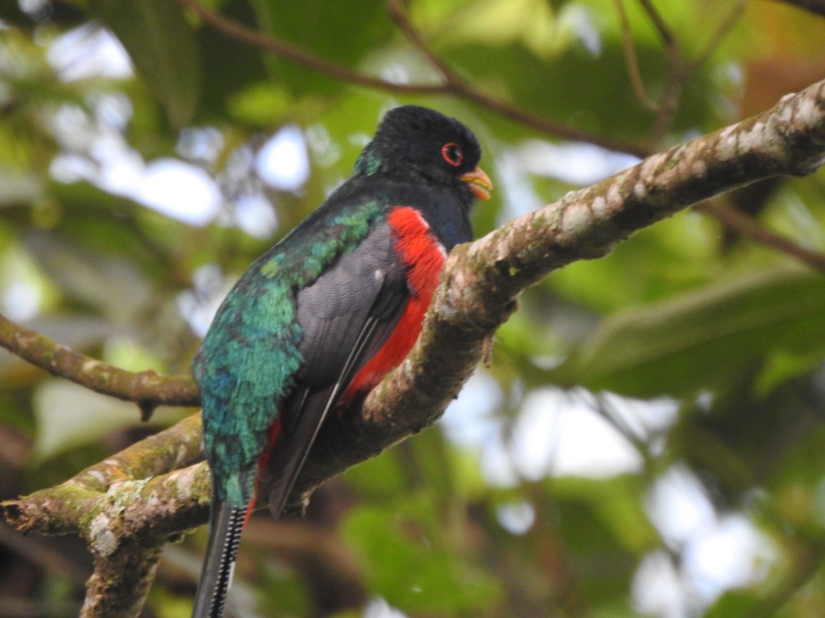 Collared Trogon - ML646540551