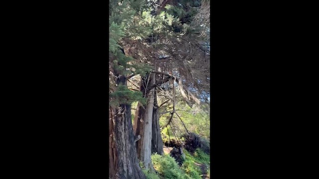 Laughing Kookaburra - ML646540554