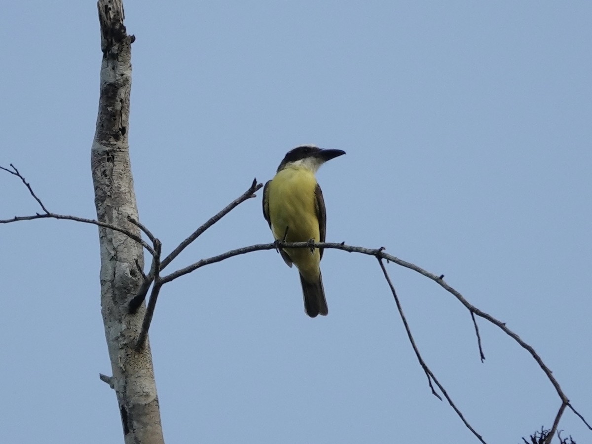 Пітанга-великодзьоб - ML646540555