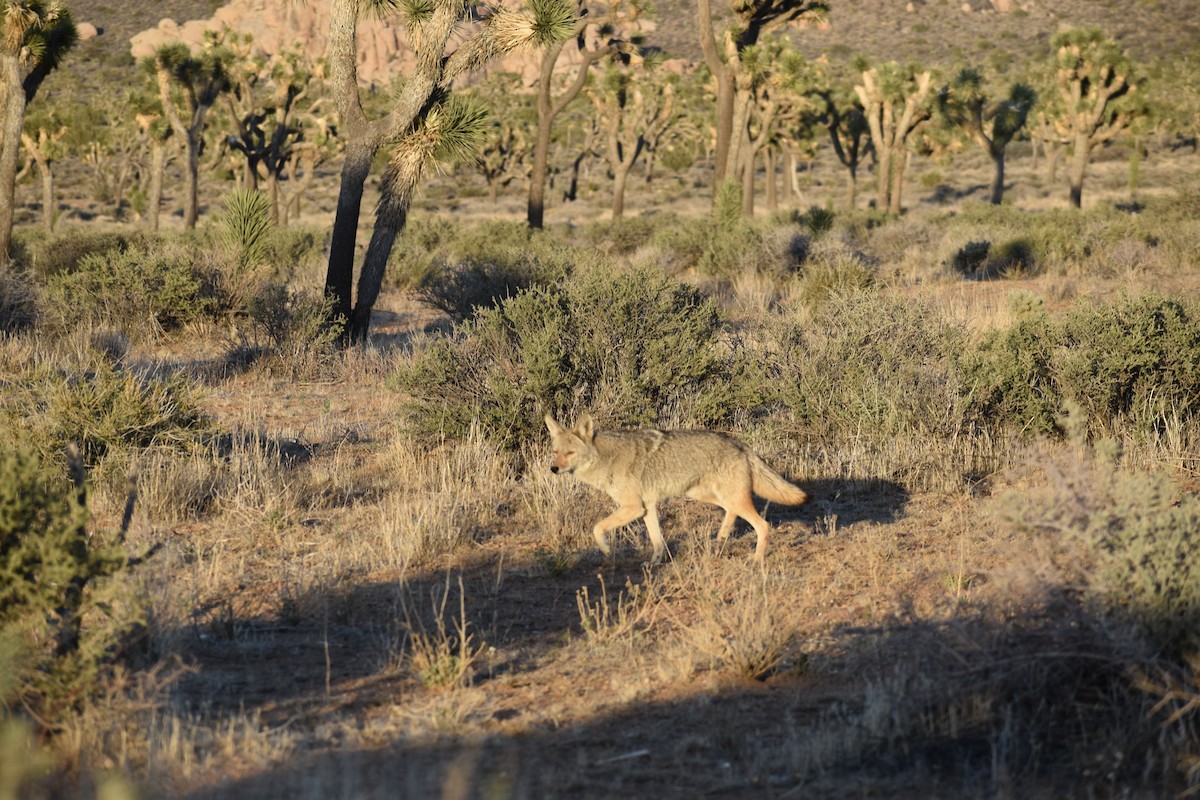 郊狼 - ML646540558