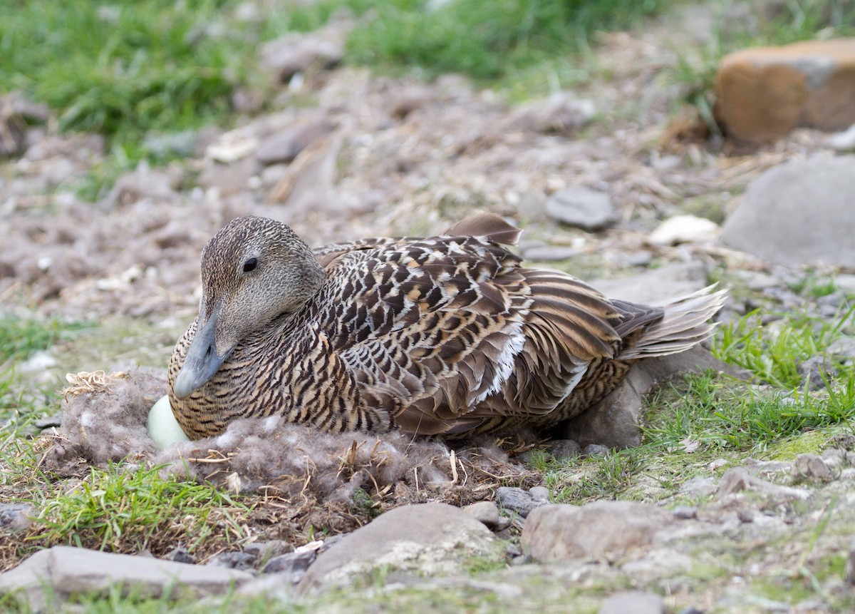 Гага - ML646540559