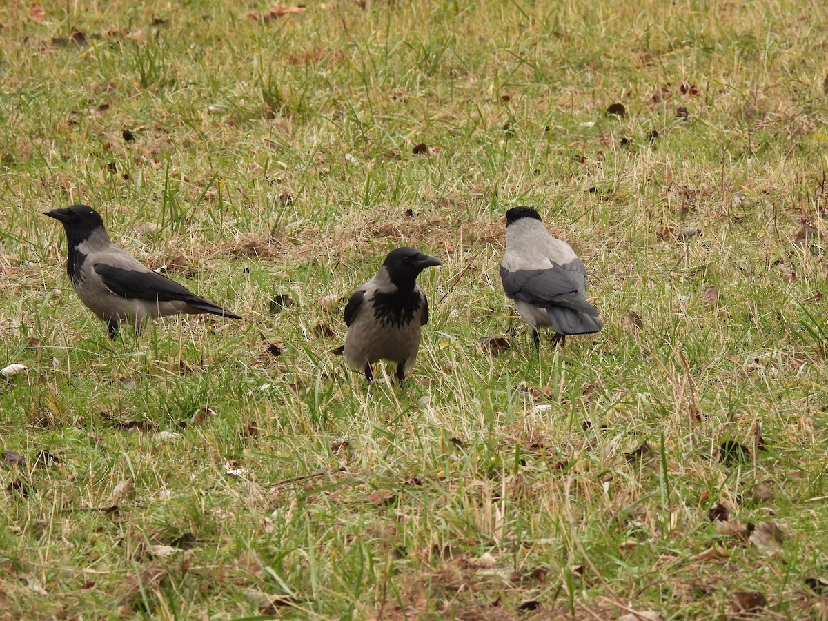 vrána šedá - ML646540561