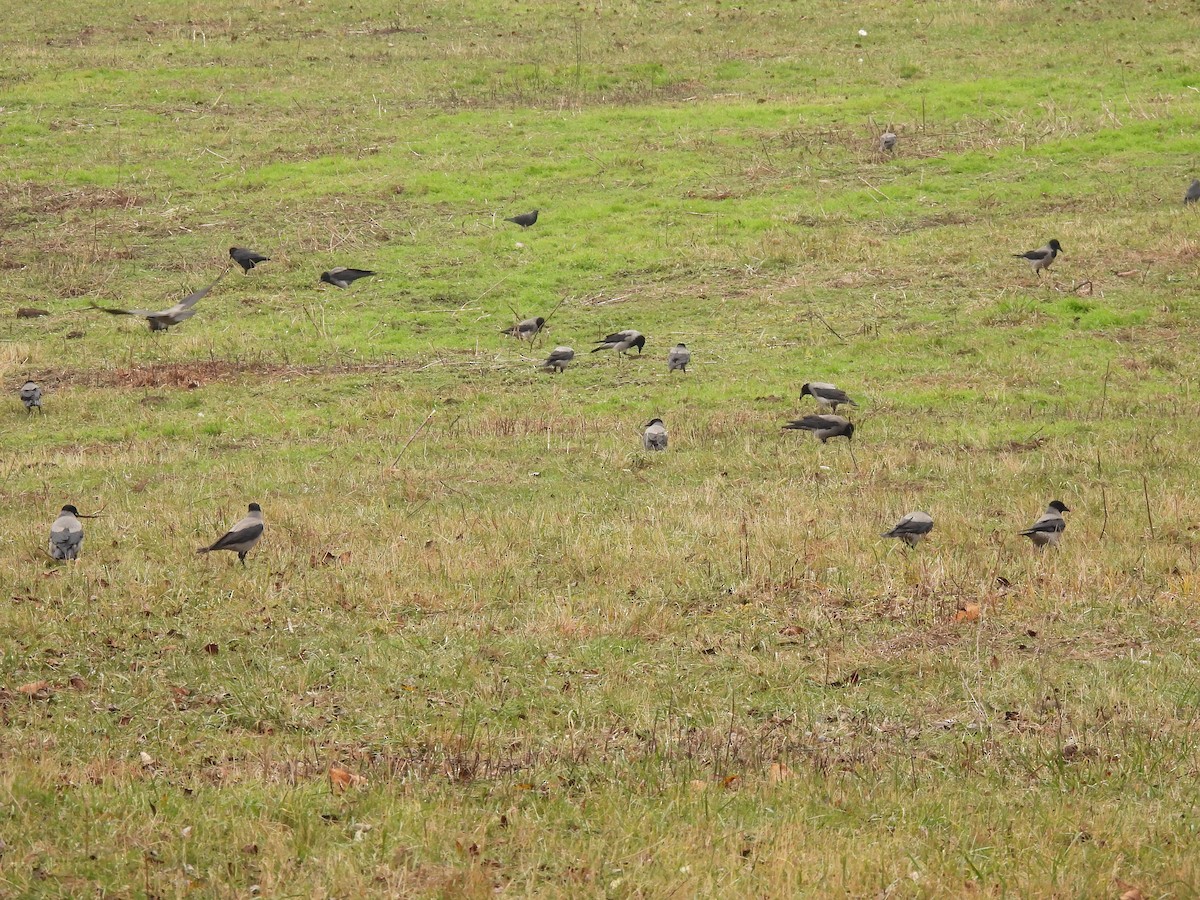 vrána šedá - ML646540562