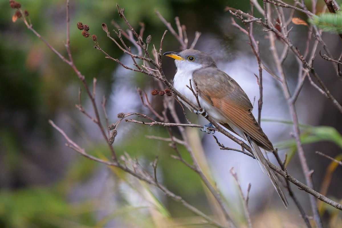 kukačka dešťová - ML646540565