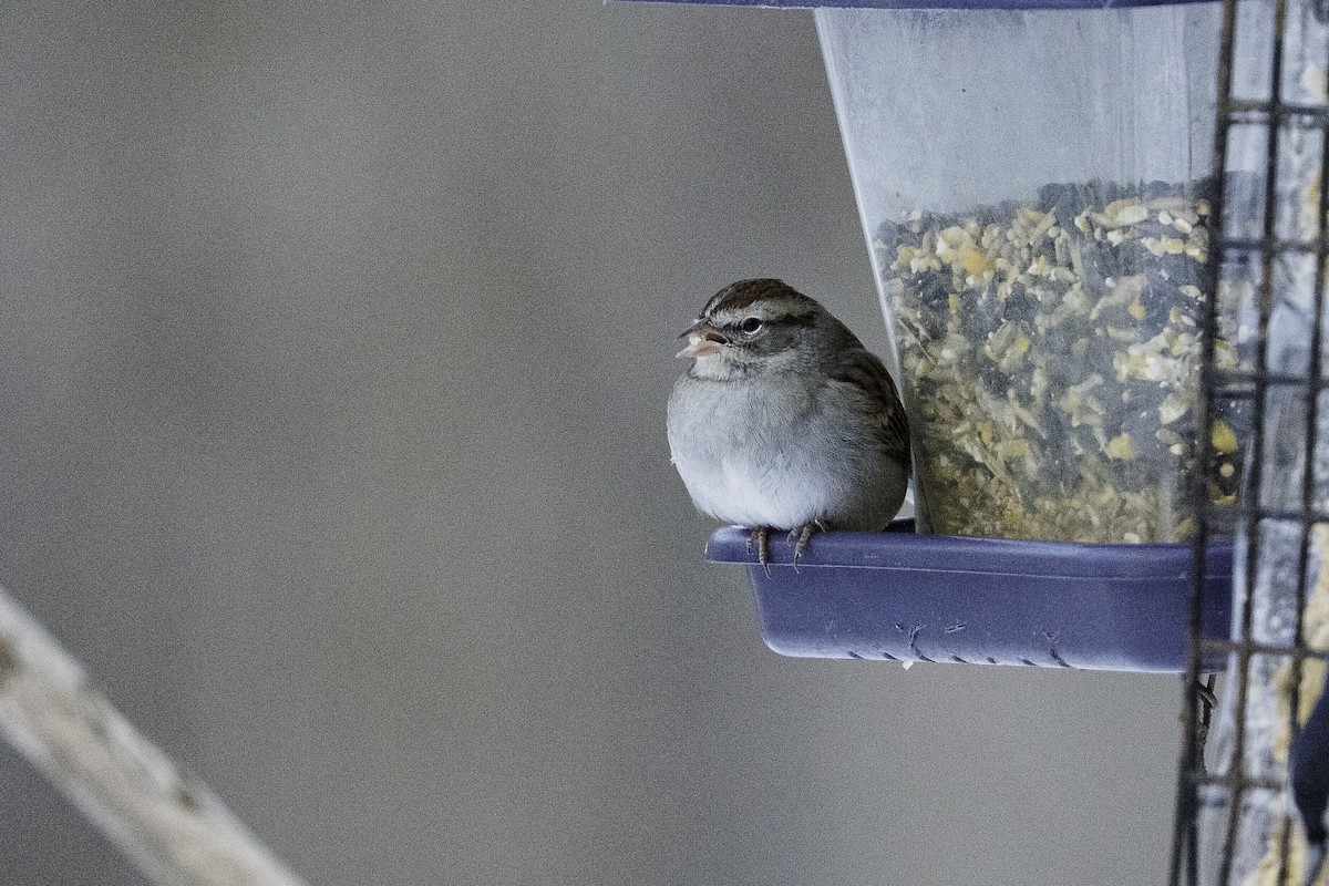 Chipping Sparrow - ML646540566