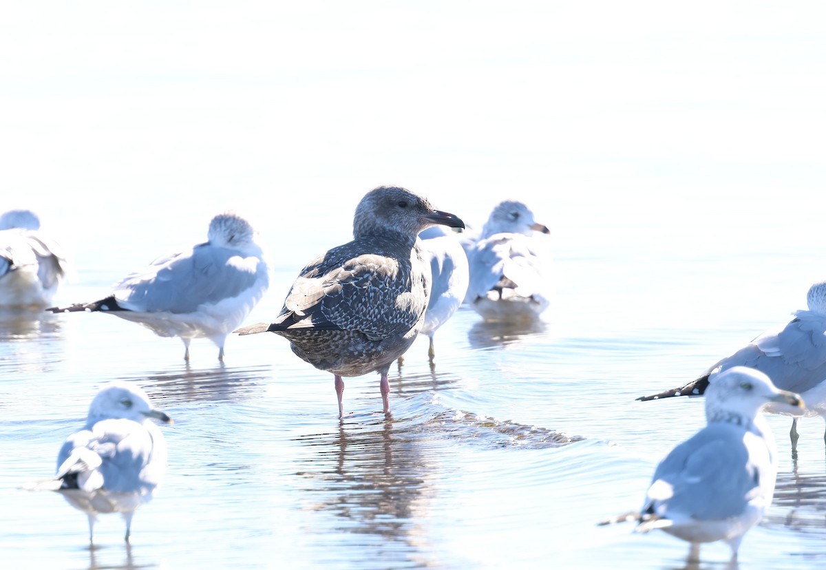American Herring Gull - ML646540581