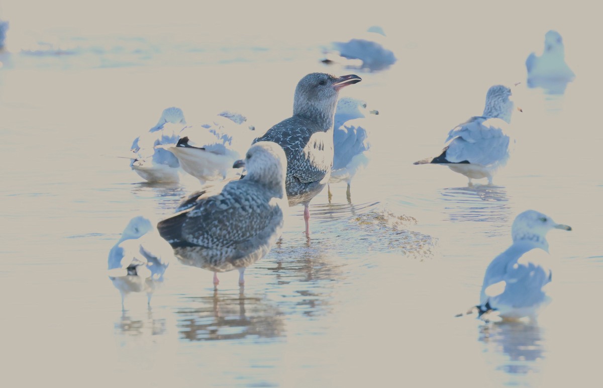 American Herring Gull - ML646540582