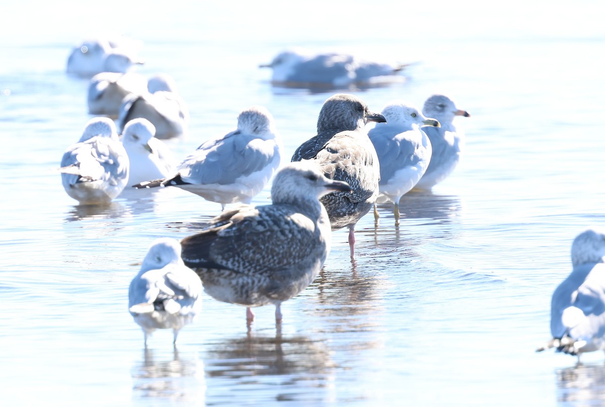 American Herring Gull - ML646540583