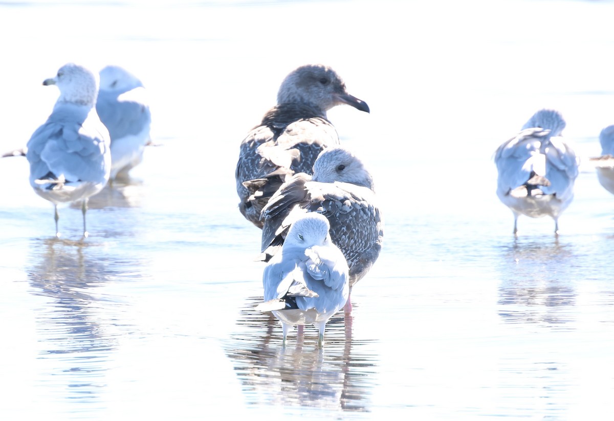 American Herring Gull - ML646540584
