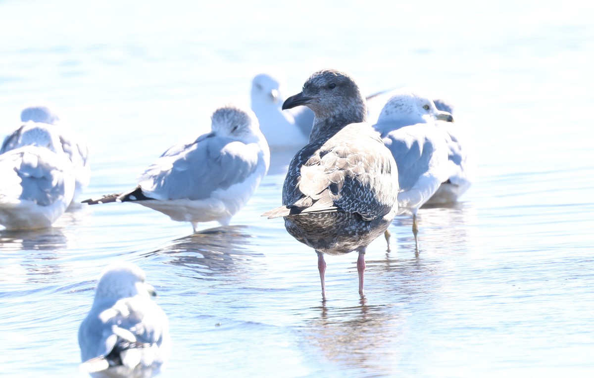 American Herring Gull - ML646540585