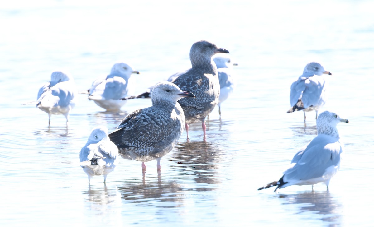 American Herring Gull - ML646540587
