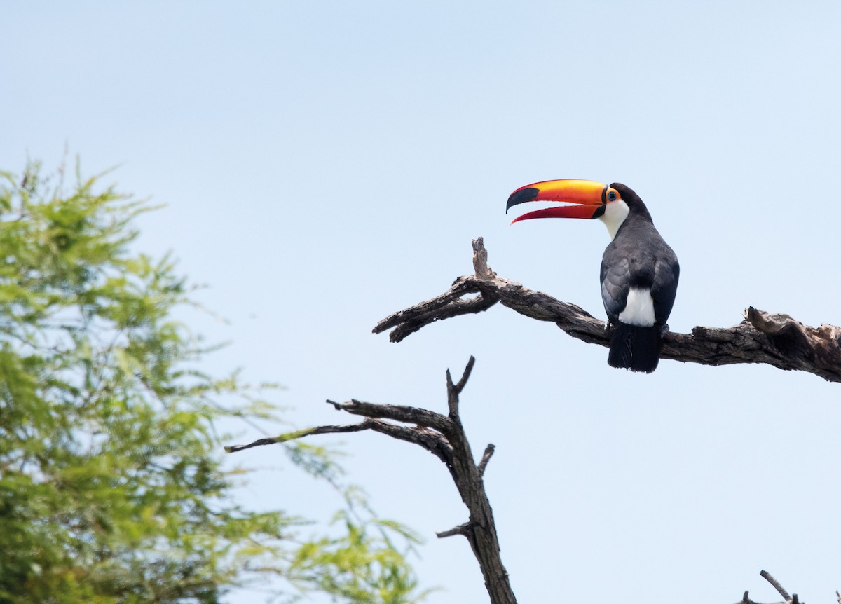 Toco Toucan - ML646540589
