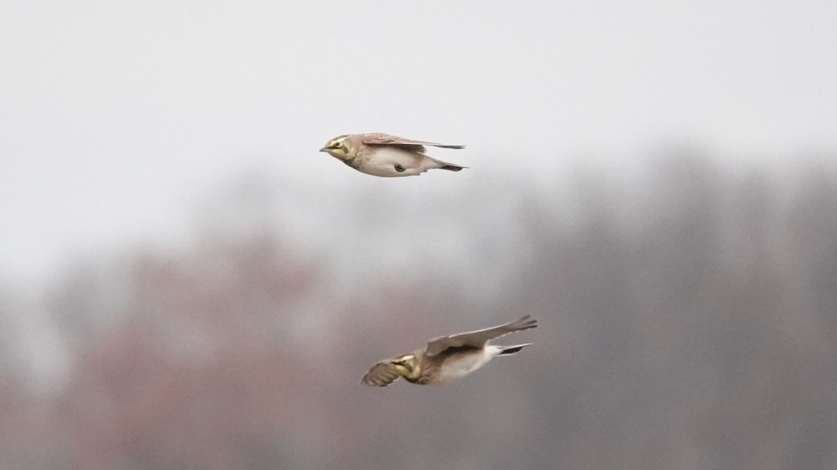 fjellerke - ML646540592