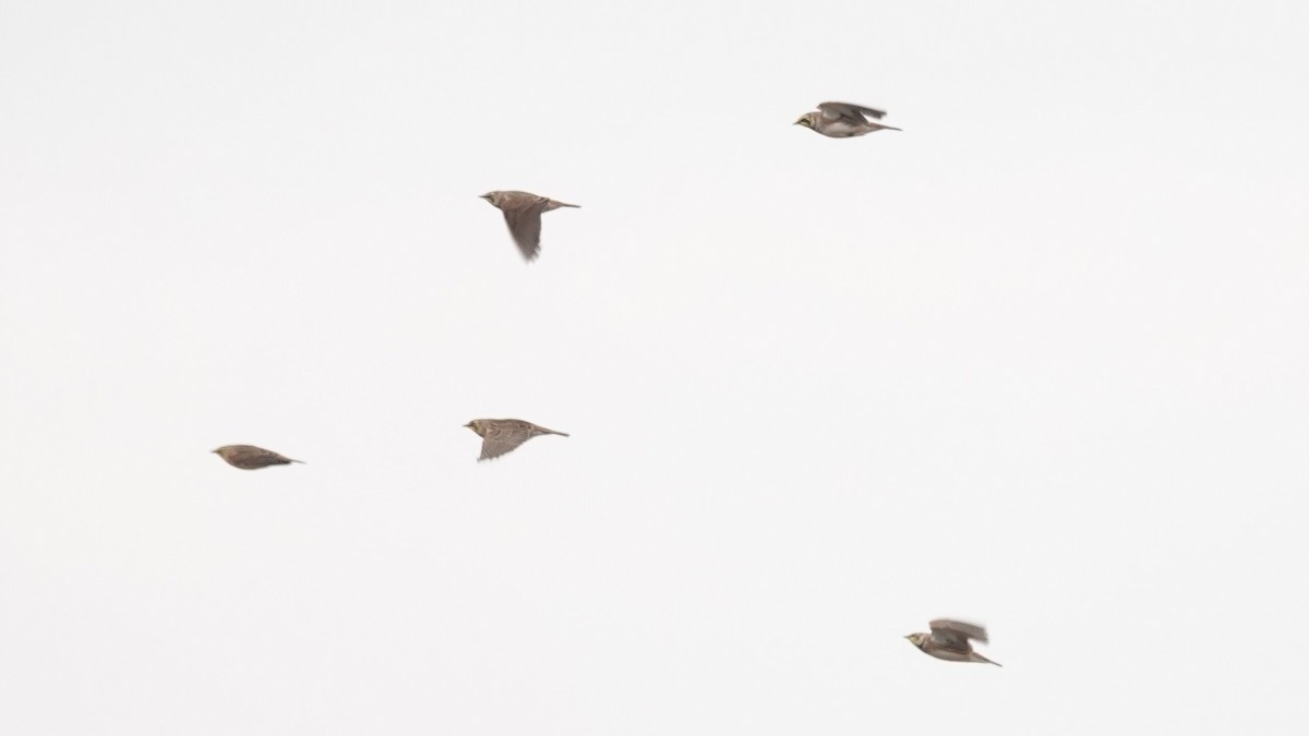 fjellerke - ML646540593