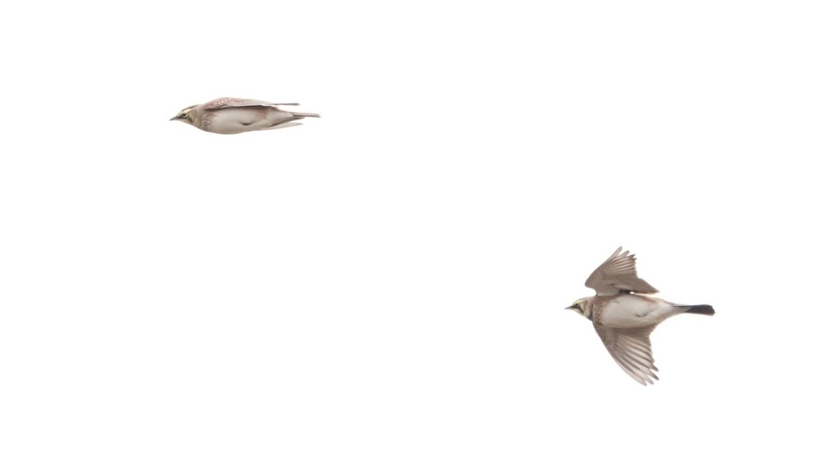 fjellerke - ML646540594