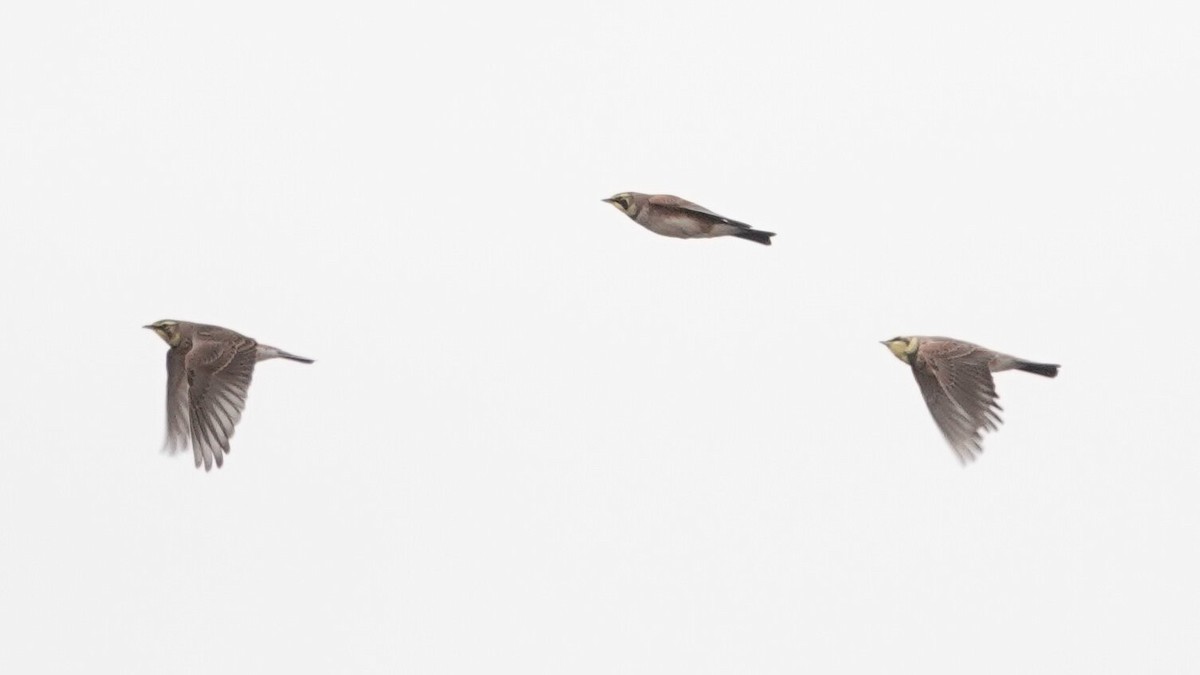 fjellerke - ML646540595