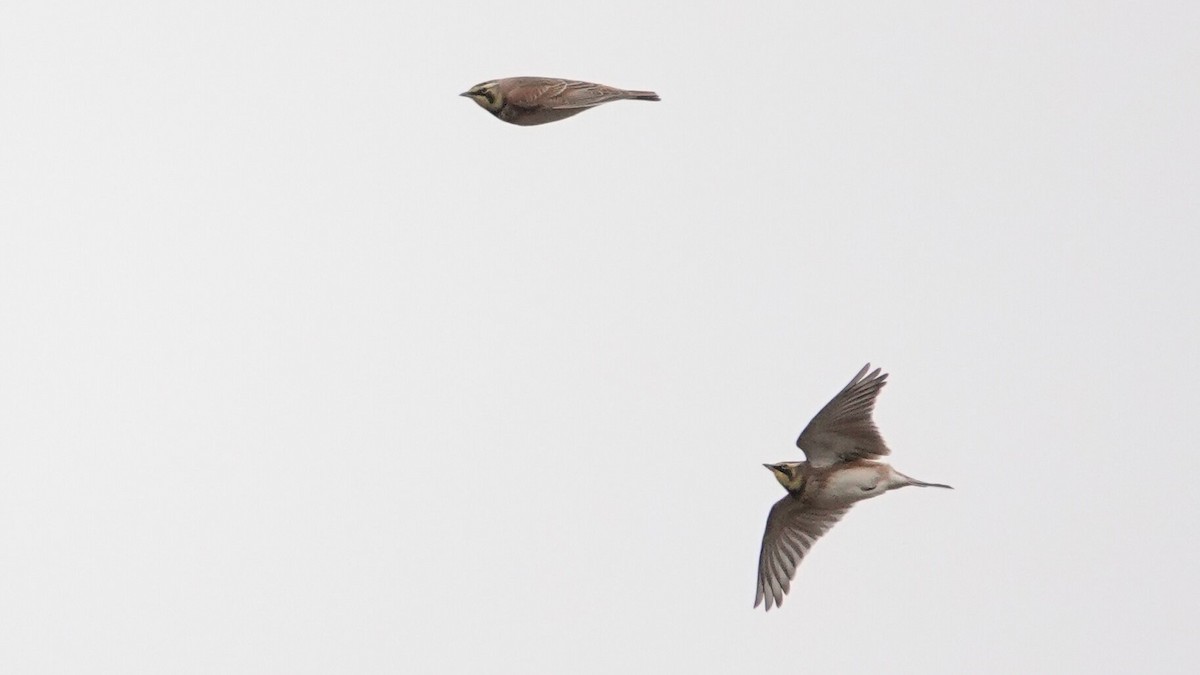 fjellerke - ML646540596