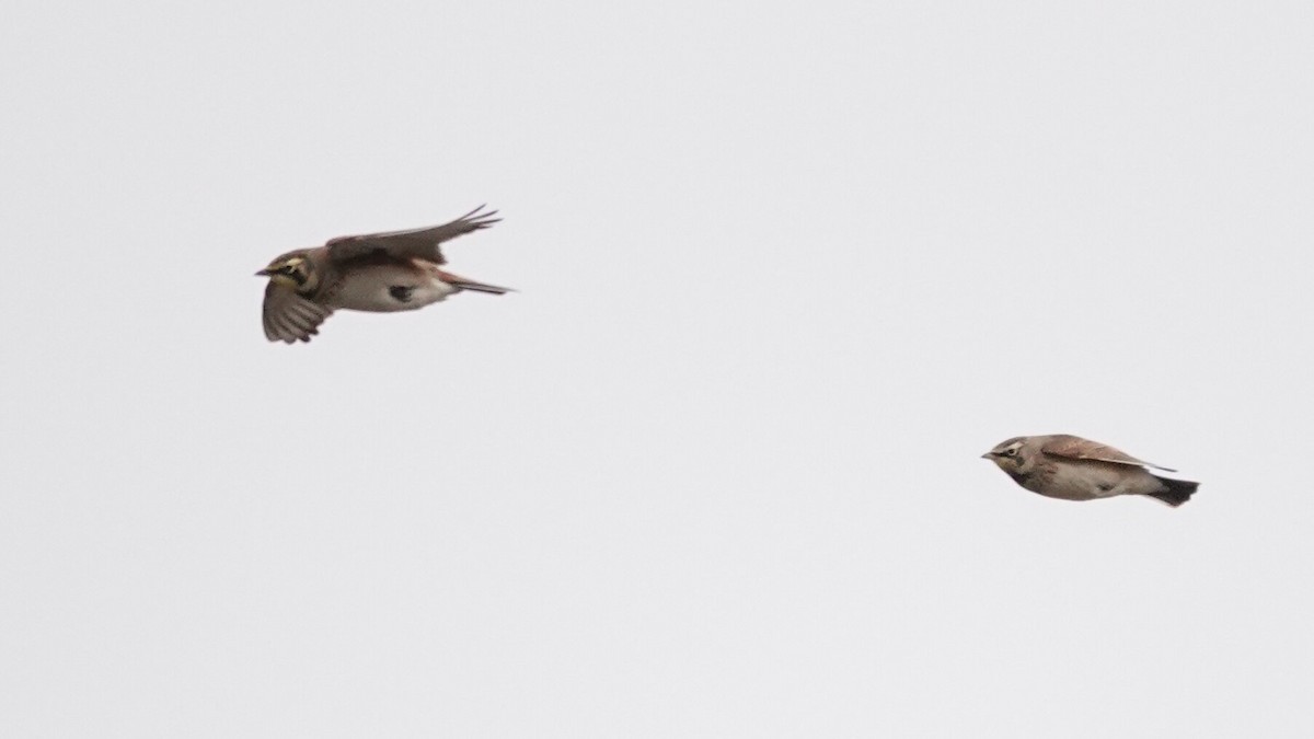 fjellerke - ML646540597