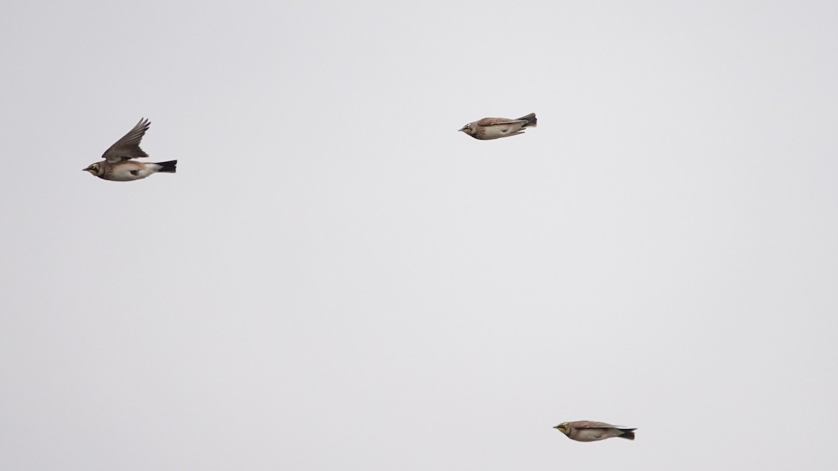 fjellerke - ML646540598